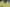 Ice_Rock_CBD_Yellow