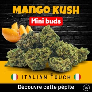 Mini buds Mango kush pas cher