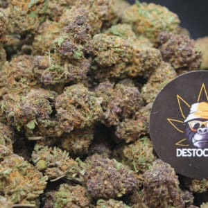 Berry-Kush-Small-Buds_CBD
