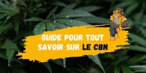 Guide pour tout savoir sur le CBN-DestockCBD