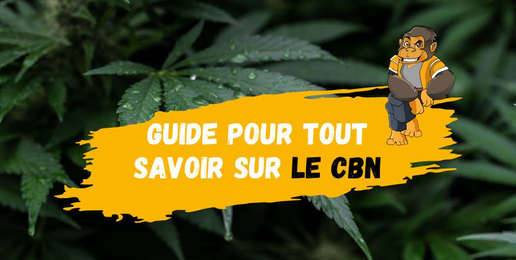 Guide pour tout savoir sur le CBN-DestockCBD