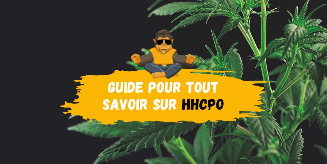 Guide pour tout savoir sur le HHCPO-DestockCBD