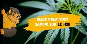 Guide pour tout savoir sur le HSD-DestockCBD