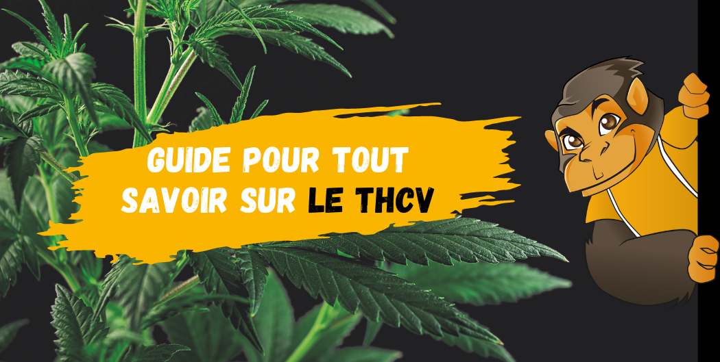 Guide pour tout savoir sur le THCV-DestockCBD