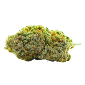 Big Buddha Cheese Indoor