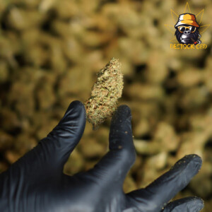 California-Haze-Big-Buds-Indoor-1_CBD