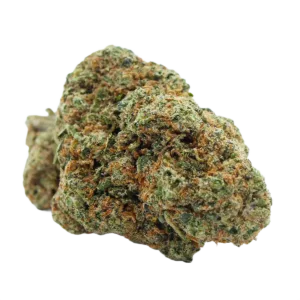 Sunset Sherbet Indoor