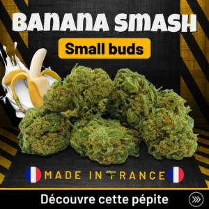 Banana Smash Small Buds