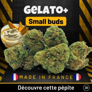 Gelato + Small Buds CBD