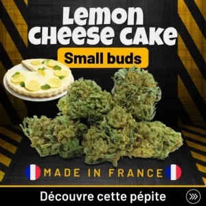 Lemon Cheese Cake Small Buds