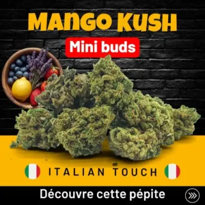 Mango Kush Minibuds