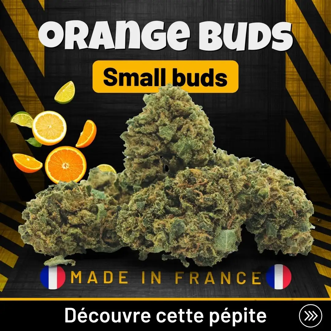 Orange_Buds_Small_Buds_CBD_France_Premium_Top_Qualtié_Pas_Cher