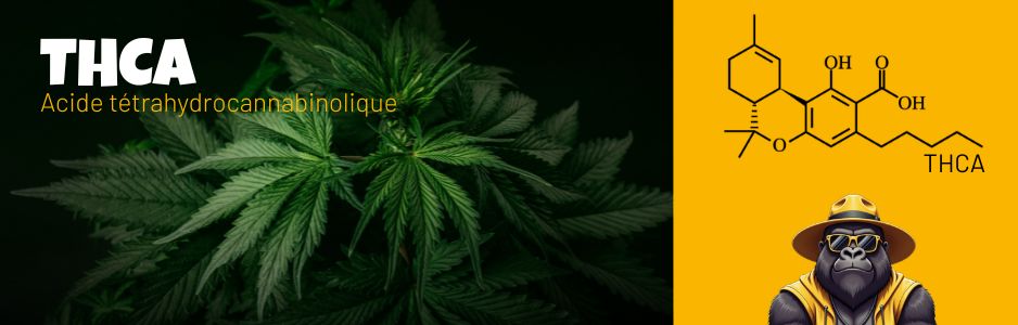 THCA (Acide Tétrahydrocannabinolique) : Guide Complet, Effets et Légalité