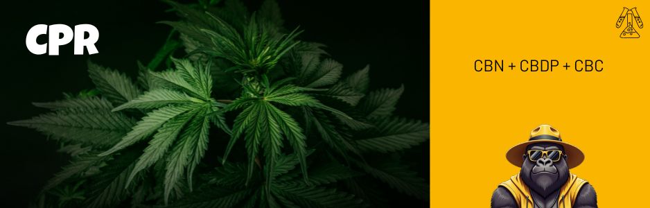 CPR (Cannabinoïde Power Relax) : Guide Complet, Effets et Avis