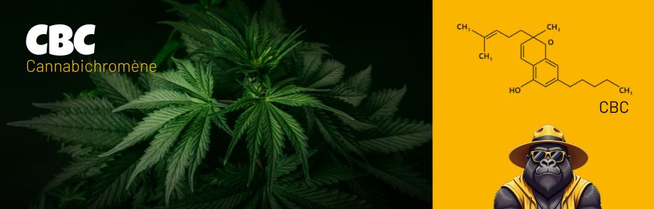 Structure chimique du CBDP - Destock CBD