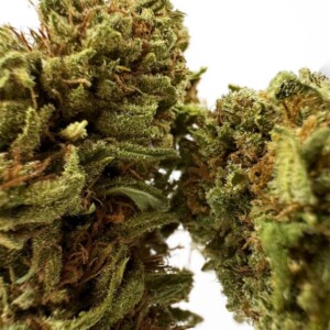 Amnesia Hybride Premium_CBD-3